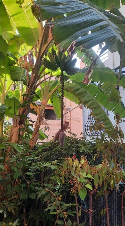 Villa La Clemente マントン エクステリア 写真